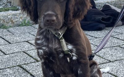 Ein Welpe kommt ins Haus….